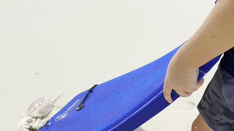 SAVING A BEACHED JELLYFISH