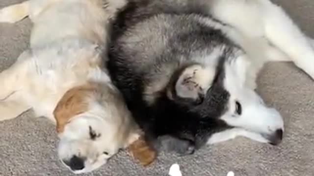 Millie loves puppies😩😍💙