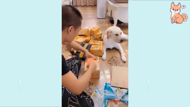Hilarious Dogs doing funny things Try not to laugh