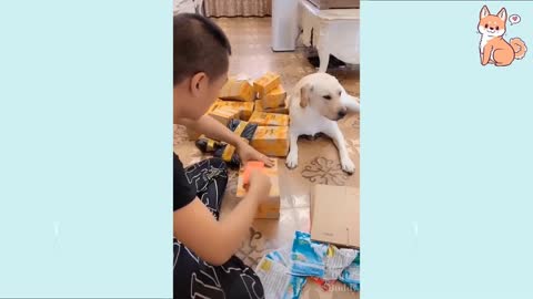 Hilarious Dogs doing funny things Try not to laugh