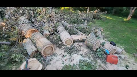 100' Cottonwood The aftermath, 3 days of cutting
