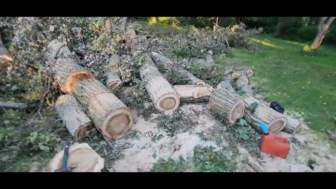 100' Cottonwood The aftermath, 3 days of cutting