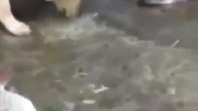 Friendship between dog and fish