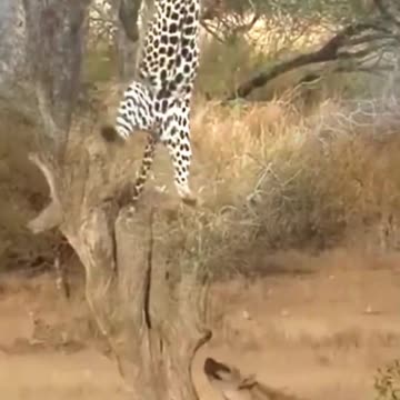 Wild Life Tiger Best Video Short Clips