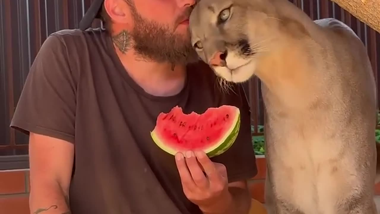 Braig s kid doesn t need a watermelon, but his dad😍 #puma #cougar #bigcat #cat #braige #funny