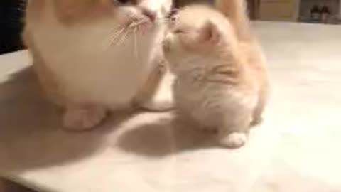 cute cats😍