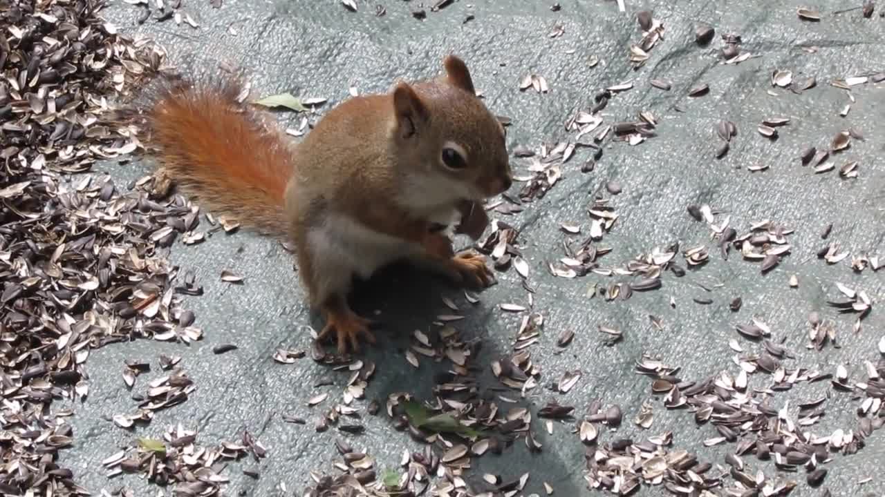 Funny/Cute squirrel