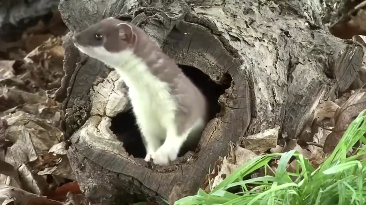 Stoat the Fearless Hunter 😮👍🦾