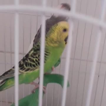 Lili & oscar le petit couple colorés