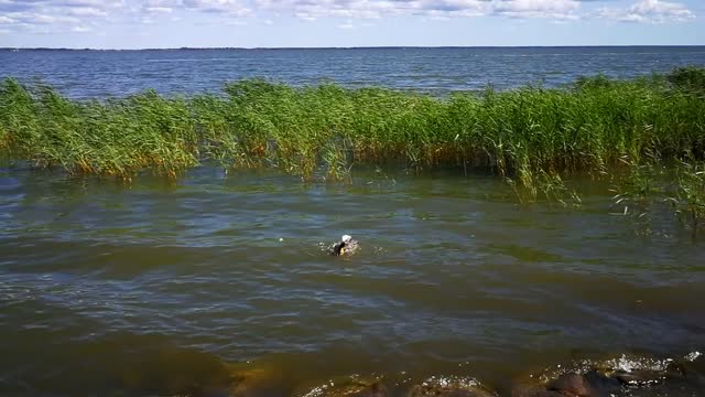 Have you seen how duck is washing itself? Its not an easy job indeed...