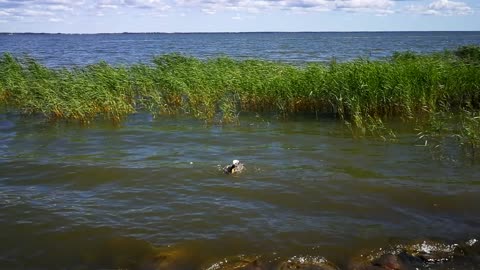 Have you seen how duck is washing itself? Its not an easy job indeed...