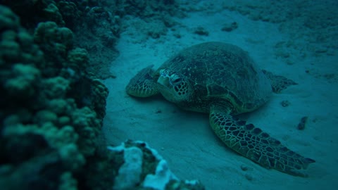 Turtle in the underwater world