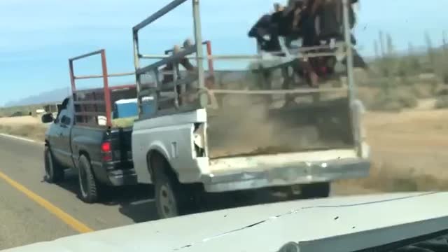 Frightened Horse Falls Out of Moving Trailer