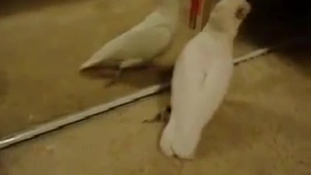 Look At This Parrot Reaction When He Sees Himself In The Mirror