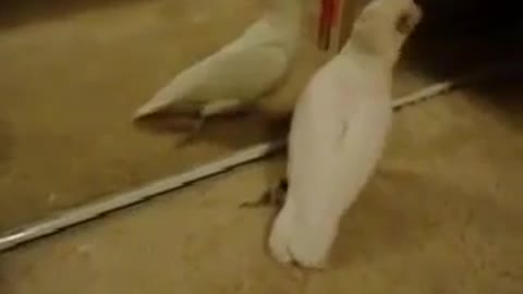 Look At This Parrot Reaction When He Sees Himself In The Mirror