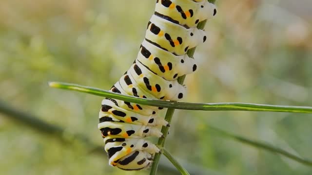 An insectGrass-eating scene