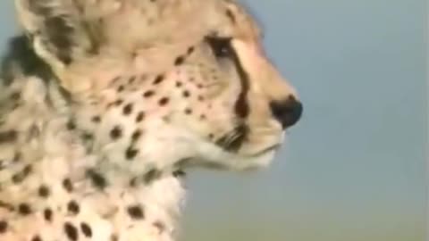Cheetah Full Speed -- Drag Race Formula E car Vs Cheetah -- Fastest Animal in the world #cheetah