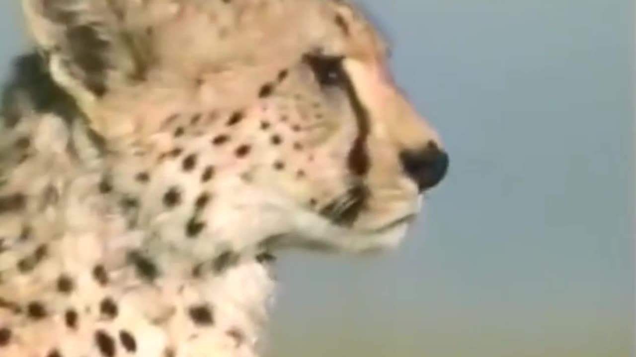Cheetah Full Speed -- Drag Race Formula E car Vs Cheetah -- Fastest Animal in the world #cheetah