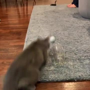 Funny Cat Throwing Ball to Glass