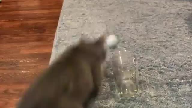 Funny Cat Throwing Ball to Glass