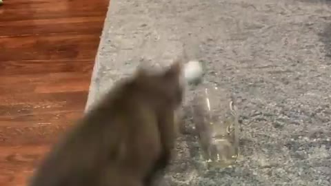 Funny Cat Throwing Ball to Glass