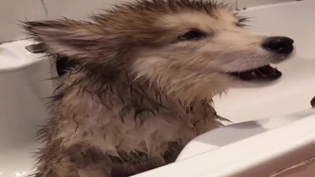 The little guy doesn't like baths