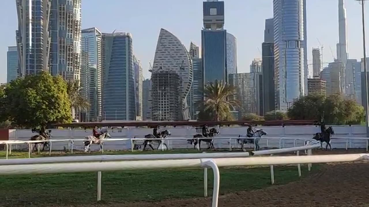 Dubai horses exercise