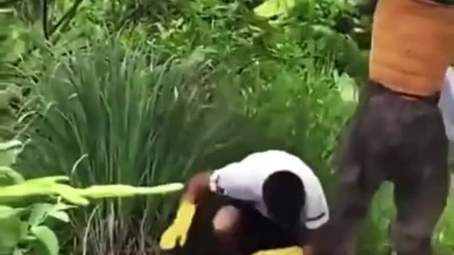 Funny video about bees-3