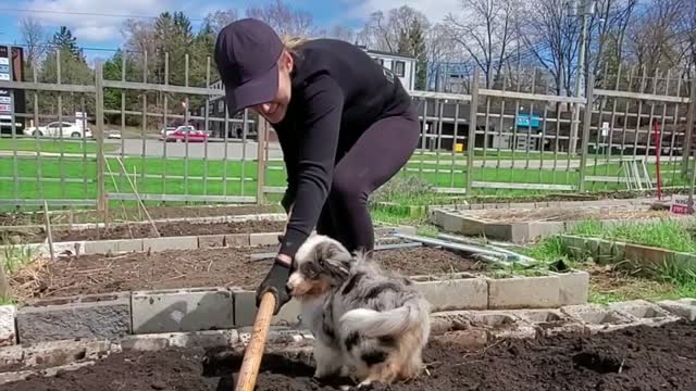 Dog Gets Dirty in the Garden