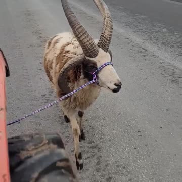 'Nother Ram Going Down the Road