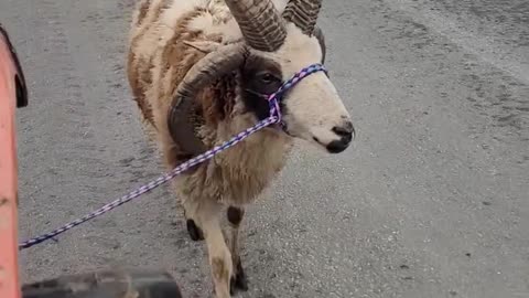 'Nother Ram Going Down the Road