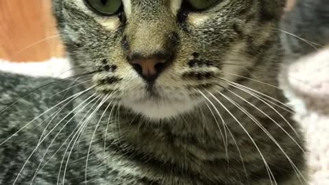 Cat 🐈🐱 chat cat chat
