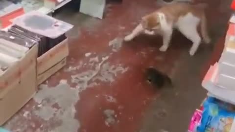 Real Tom & Jerry