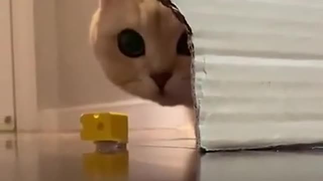 funny cat, enthought, try not to laugh challenge