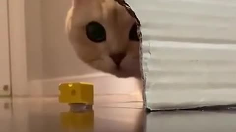 funny cat, enthought, try not to laugh challenge