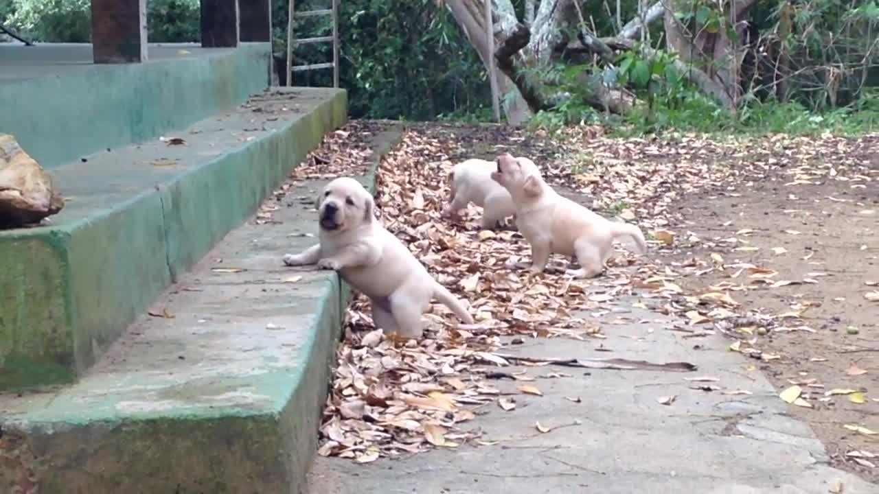 Dogs Having Fun Outdoors With Their Outdoors Yard At The Brazil