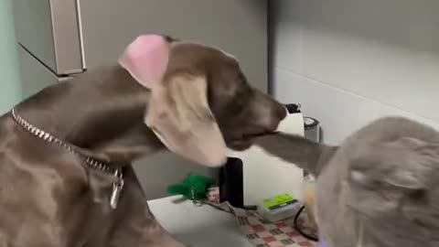 Dog And Cat Fight