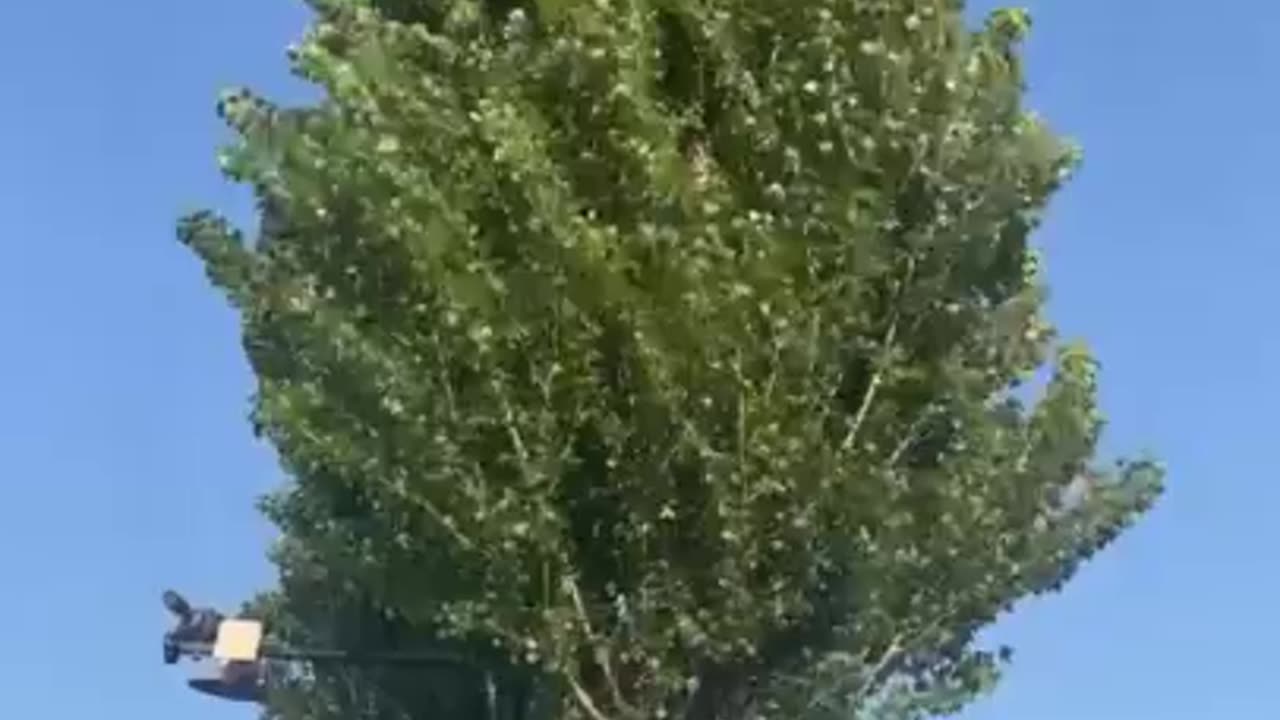 shaking tree