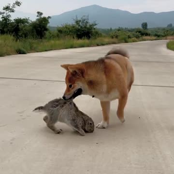 Dog🐶 and Rabbit 🐰 are playing 🤣🤣