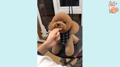beautiful puppies and tender.