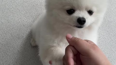 Cute Puppy playing