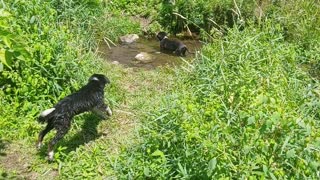 Puppies play in creek