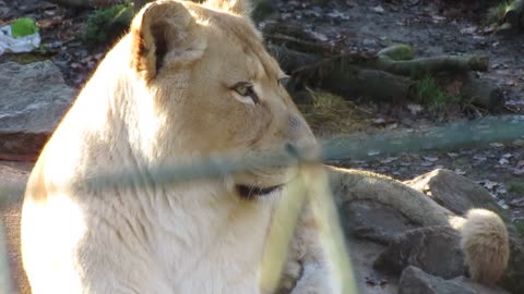 Lion