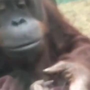 amazing animal #shorts Video Guru 20211012 095107321