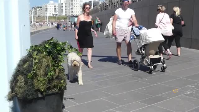 Animals Getting Scared- compilation 😅 🥰