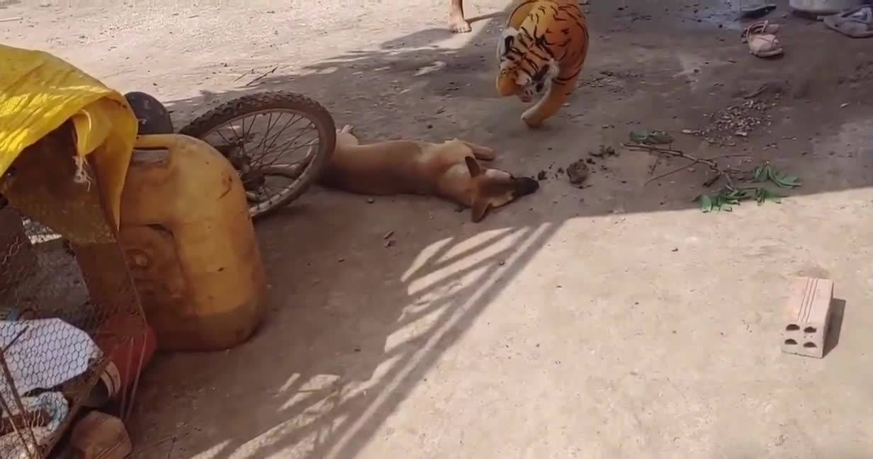 Tigre falso, brincadeira com o cachorro muito Engraçado a Reação do cão. Tente parar de rir Desafio