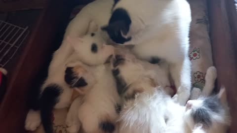 Love at First Sight: A Cat and Her Kittens