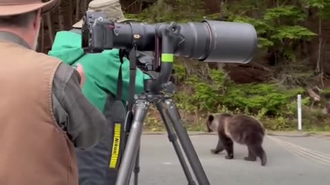 Bear with tapeworms!