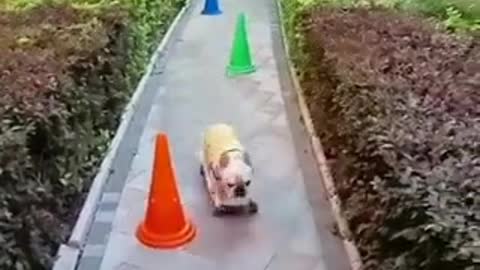 Super puppy...😋😋😋