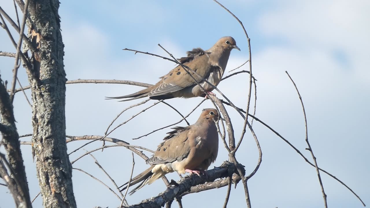 Mourning Dove Couple Perched In Tree